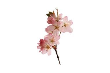 Sakura dalı beyaz arkaplanda izole edildi