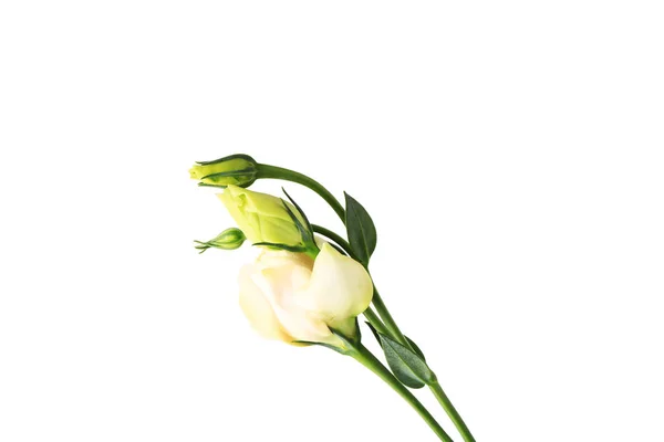 Rosa verde aislada sobre fondo blanco — Foto de Stock