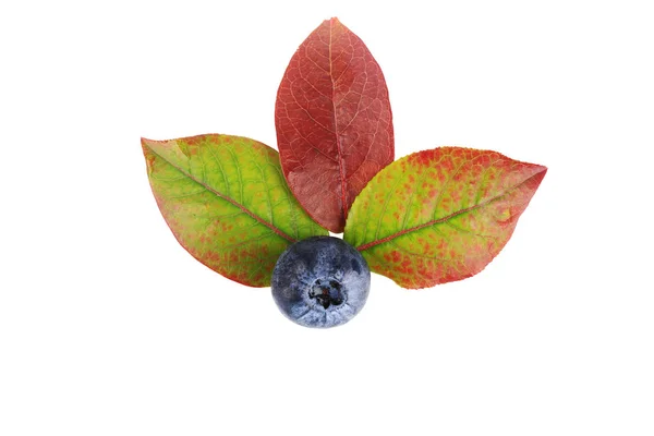 하얀 배경에 잎이나 있는 블루베리 — 스톡 사진