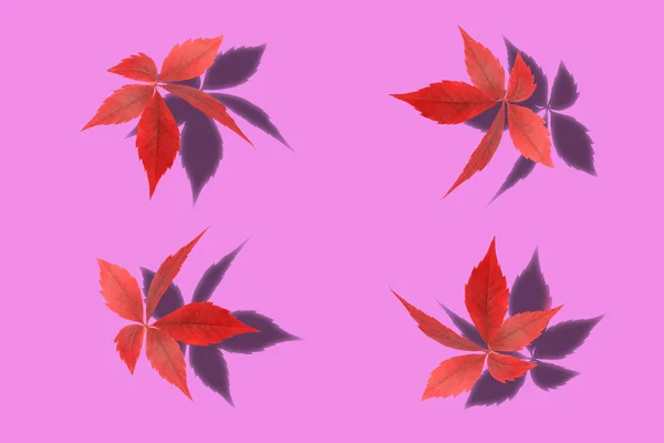 분홍색 배경에 그림자가 있는 야생 포도 잎 — 스톡 사진