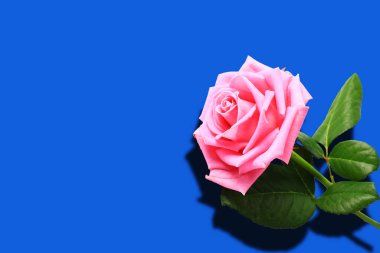 Pembe gül. Mavi arka planda izole edilmiş. Gölge. Yakın plan..