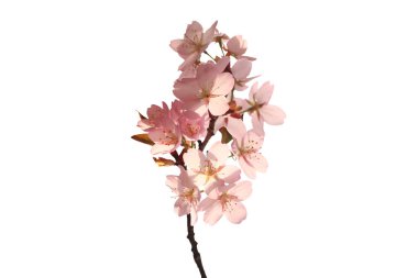 Sakura dalı beyaz bir arka planda izole edildi. Yakın plan. Metin için yer.