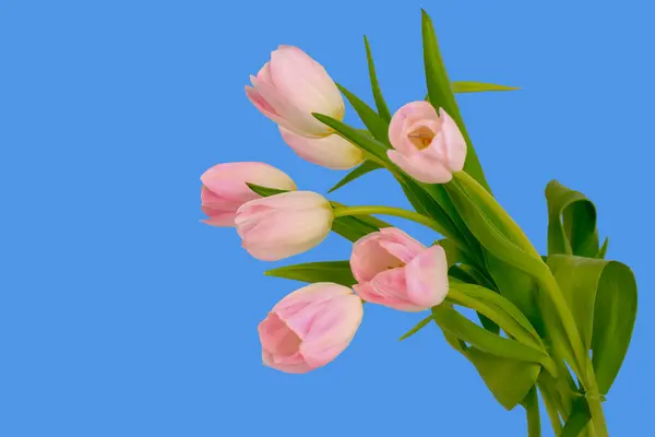 Bouquet Tulips Isolated Blue Background Top View — Stock Photo, Image