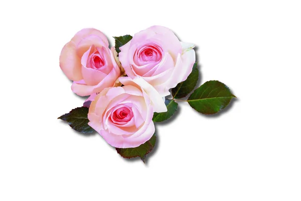 Квіти Троянди Зелене Листя Тінь Ізольовані Над Білим Фоном — стокове фото