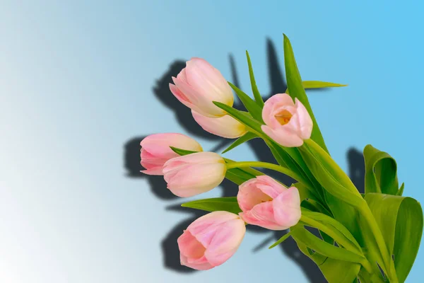 Flowers Pink Tulips Blue Background Gradient Shadow Top — Stock Photo, Image