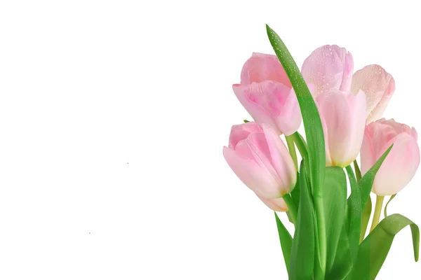 Tulips Isolated White Background Close Place Text — Stock Photo, Image