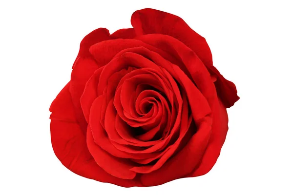 红色的玫瑰芽在白色的背景上被隔离开来 后续行动 — 图库照片
