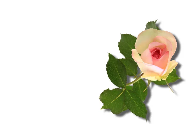 Blomst Rosen Stammen Grønne Blader Skygge Isolert Hvit – stockfoto