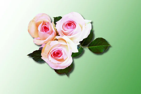 Цветы Розы Листья Тень Изолированный Зеленом Градиенте Назад — стоковое фото