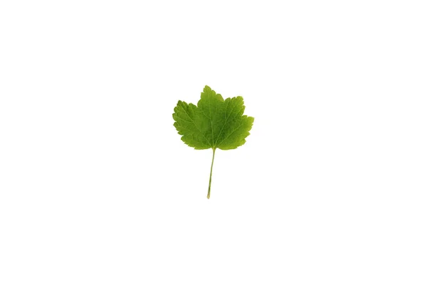 Zelený List Rybízu Izolovaný Bílém Pozadí Horní Pohled Detailní Záběr — Stock fotografie