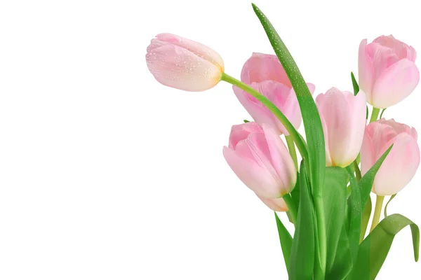 Tulips Isolated White Background Place Text Close Side View — Stock Photo, Image