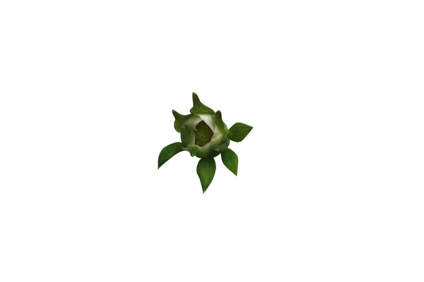 Полунична Квітка Ізольована Білому Тлі Крупним Планом Вид Зверху Місце — стокове фото