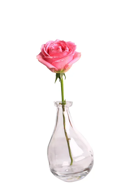 Róża Szklanym Wazonie Odizolowany Białym Tle Zbliżenie — Zdjęcie stockowe
