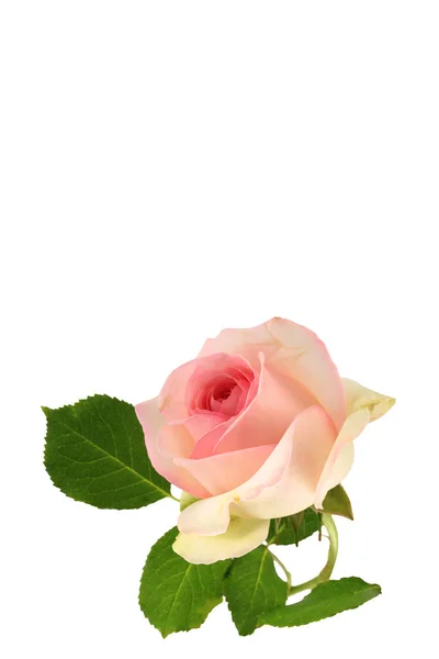 Różowa Róża Zielonymi Liśćmi Białe Tło Widok Góry Zbliżenie — Zdjęcie stockowe