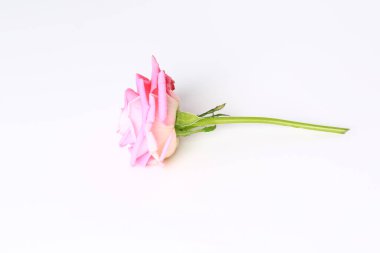 Pembe gül. Beyaz arka plan. Üst Manzara. Yakın plan..