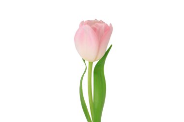 Pembe lale beyaz arka planda izole edilmiş. Yakın plan. Yan görünüm.