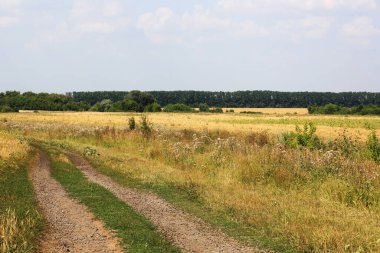 Yaz manzarası. Saha. Orman. Gökyüzü.