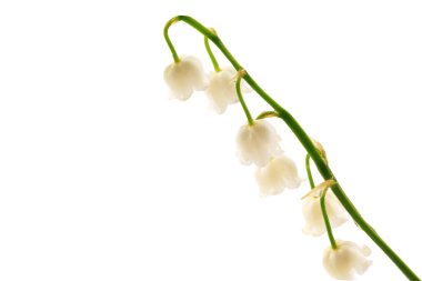 Vadinin zambakları beyaz arka planda izole.