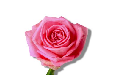 Kırmızı gül beyaz arka planda izole edilmiş. Gölge. Yakın plan..