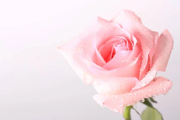 Pink Rose White Background Top View Close — Stock Photo, Image