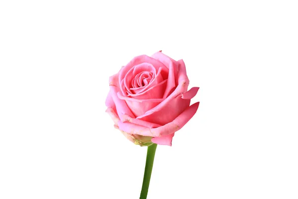 Różowa Róża Białe Tło Widok Góry Zbliżenie — Zdjęcie stockowe