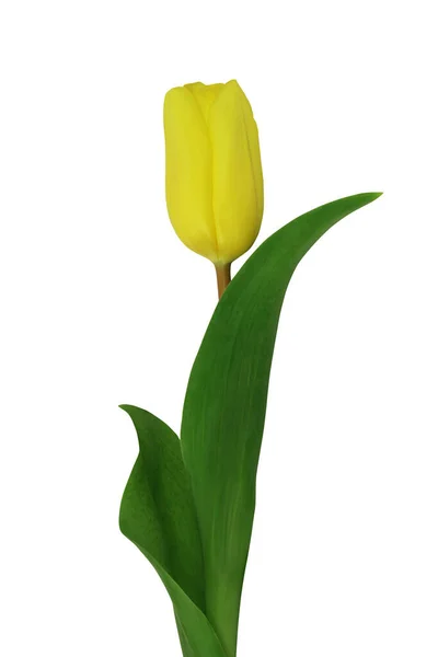 Yellow Tulip Isolated White Background Close — Stock Photo, Image