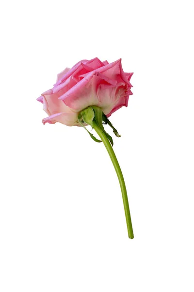 Rosa Flor Isolada Fundo Branco — Fotografia de Stock