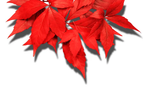 Červené Podzimní Listy Stínem Izolované Bílém Pozadí — Stock fotografie