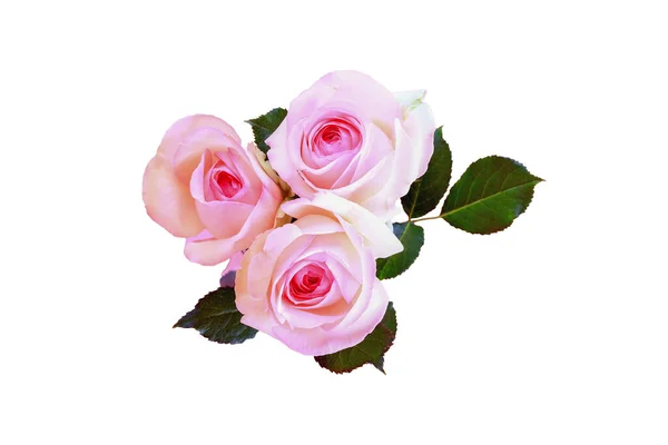 Flores Rosas São Rosa Folhas Verdes Isolado Sobre Backgr Branco — Fotografia de Stock
