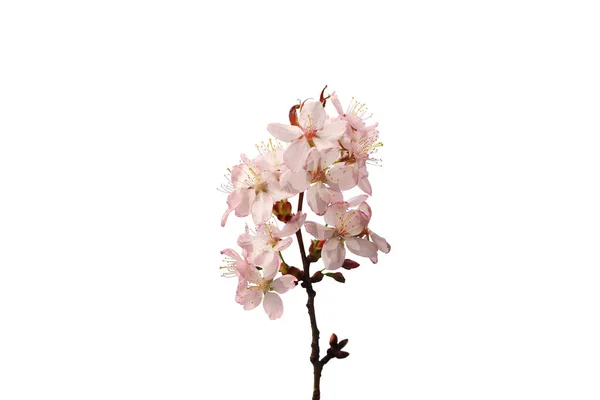 Sakura dalı beyaz bir arka planda izole edildi. Üst görünüm.
