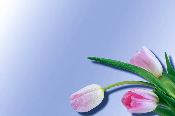 Pembe çiçekler. Laleler mavi arka planda izole edilmiş. Gradie.