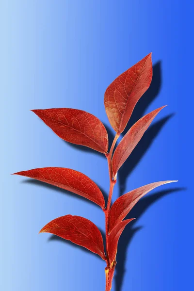 Red Autumn Leaves Branch Shadow Isolated Blue Gradi — Stock Photo, Image