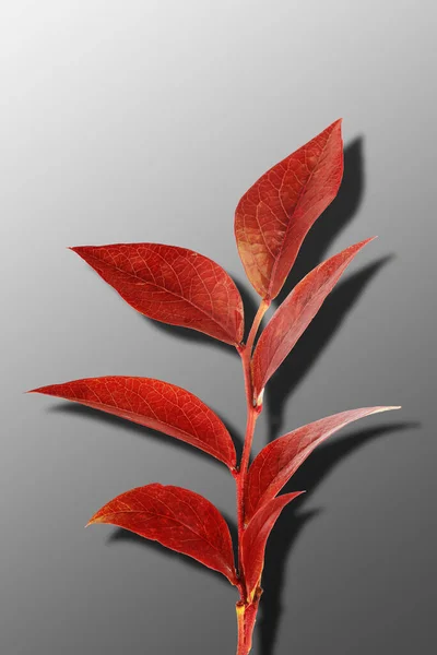Czerwona Jesień Liście Gałęzi Cieniem Odizolowanym Szarej Grze — Zdjęcie stockowe