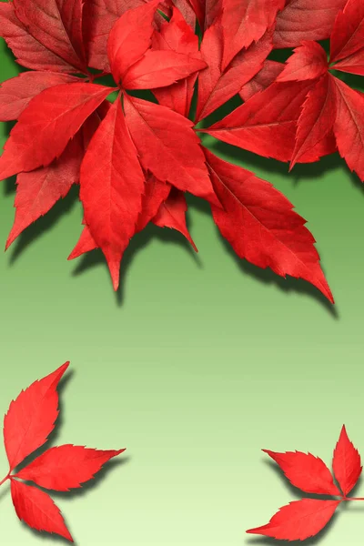 Herbst Rote Blätter Isoliert Auf Grünem Gradienten Hintergrund Mit Sha — Stockfoto