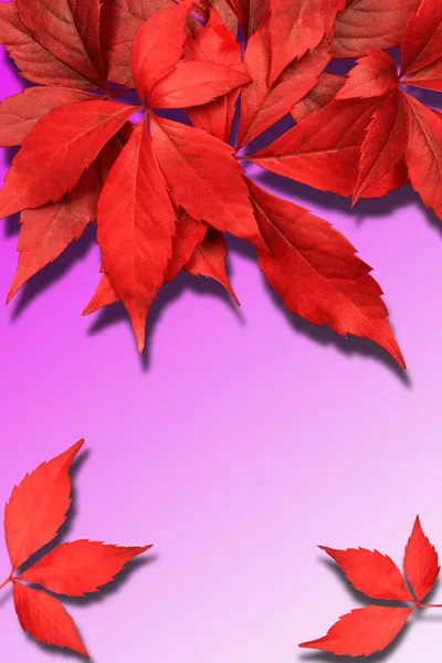 Outono Folhas Vermelhas Isoladas Fundo Gradiente Rosa Com Sável — Fotografia de Stock