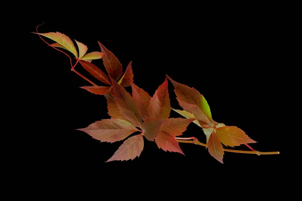 Kırmızı Sonbahar Yaprakları Vahşi Üzüm Dalı Siyah Grupta Izole Edilmiş — Stok fotoğraf