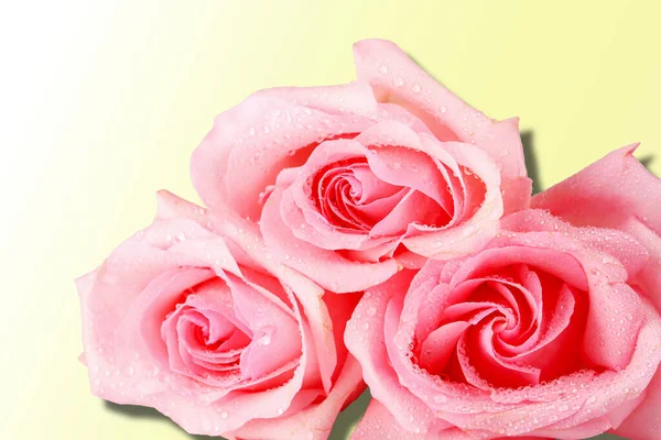 Różowe Róże Cieniem Odizolowanym Żółtym Tle Gradientowym — Zdjęcie stockowe