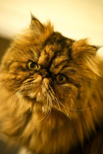 Persische Katze Blickt Die Kamera Nahaufnahme — Stockfoto