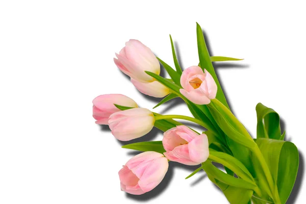 Pink Flowers Tulips Bouquet Isolated White Background Shado — Stock Photo, Image