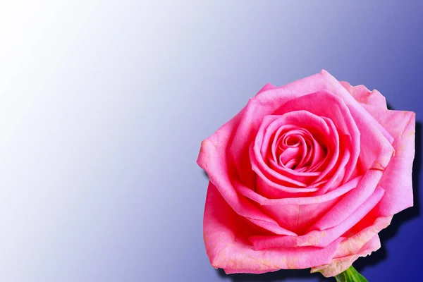 Червона Троянда Ізольована Синьому Градієнтному Фоні Тіні — стокове фото