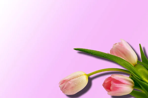 Pink Flowers Tulips Bouquet Isolated Pin — Stock Photo, Image
