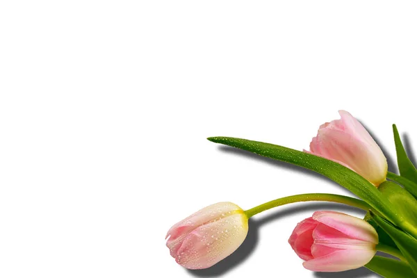 Pink Flowers Tulips Bouquet Isolated Whit — Stock Photo, Image