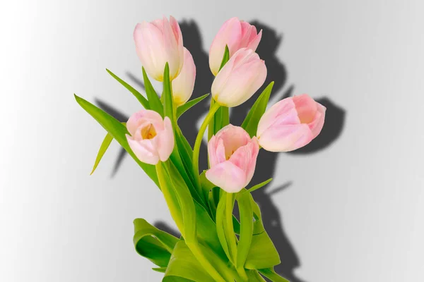 Flowers Pink Tulips Gray Background Gradient Shadow Top — Stock Photo, Image