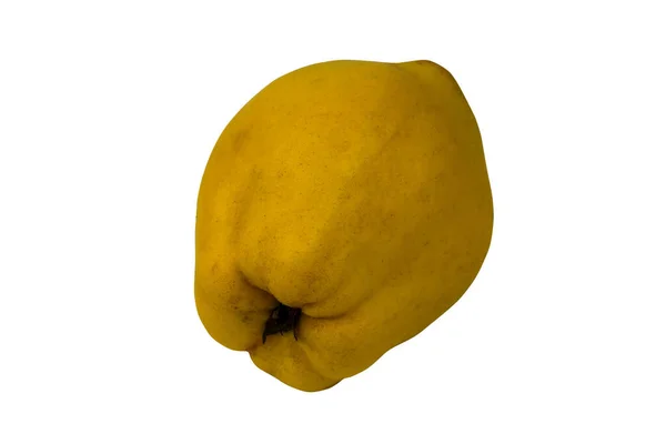 Gelbe Quitte Isoliert Auf Weißem Hintergrund Nahaufnahme — Stockfoto
