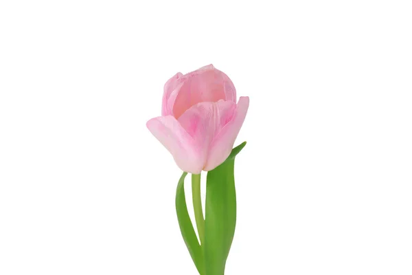 Pink Tulip Isolated White Background Close Side View — Stock Photo, Image