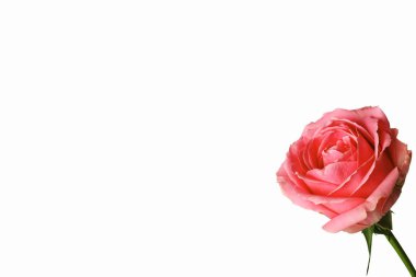 Rose beyaz bir arka planda izole edildi. Ön manzara. Yakın plan..