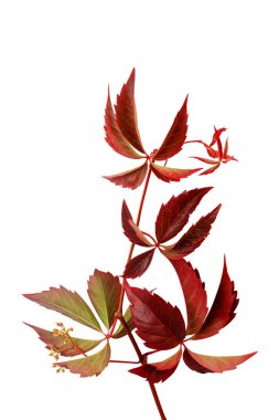 Beyaz arka planda yaprakları olan kırmızı üzüm filizi. Yakın plan. Üst görünüm.