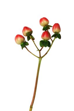 Kırmızı çiçekler beyaz arka planda izole edilmiş. Yakın plan..