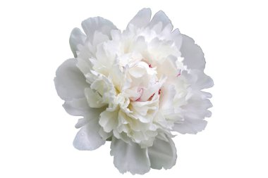 Beyaz şakayık tomurcuğu beyaz bir arka planda izole edilmiş. Yakın plan. Üst görünüm.