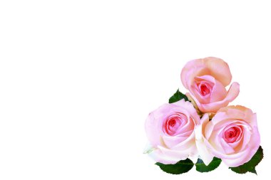 Beyaz arka planda izole gül tomurcukları. Yakın plan. Üst görünüm.